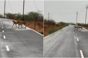 कुनो राष्ट्रीय उद्यान के पांच चीते पहुंचे मुरैना, वीडियो वायरल