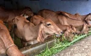 हर मंडल में बनेगी 'आदर्श गोशाला'
