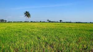 खरीफ धान की बुवाई अब तक 1.35 प्रतिशत बढ़कर 441.58 लाख हेक्टेयर, तिलहन का रकबा घटा