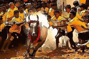 बैलों को काबू करने के खेल के दौरान अलग-अलग घटनाओं में चार लोगों की मौत बैलों को काबू करने के खेल के दौरान अलग-अलग घटनाओं में चार लोगों की मौत