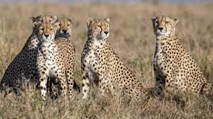  अफ्रीका से आठ चीतों की एक और खेप जल्द ही भारत आयेगी, एक टीम ने किया चीता पर्यावास का दौरा