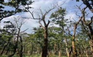 18 साल के बाद बोरर कीट का प्रकोप, 5,000 पेड़ों पर कटाई का खतरा