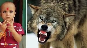 बच्चे को घर से उठा ले गया भेड़िया, तलाश जारी