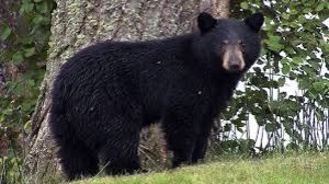 गंगटोक में देखा गया हिमालयी काला भालू, अलर्ट जारी