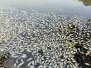  गंगा में गत 11 सालों में मछलियों की विविधता करीब 61 प्रतिशत की वृद्धि : अध्ययन