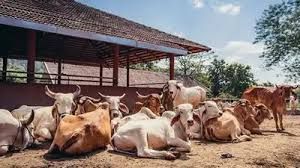 सरकार आवारा पशु पालने पर 12 हजार रुपये प्रति महीने तक देगी