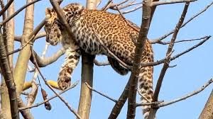 किसान ने बेटे और खुद पर हमला करने वाले तेंदुए को दरांती और बरछी से मार डाला किसान ने बेटे और खुद पर हमला करने वाले तेंदुए को दरांती और बरछी से मार डाला