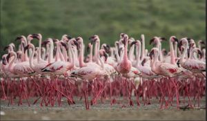 पीएम मोदी ने एटा और कच्छ की वेटलैंड्स को रामसर मान्यता मिलने पर जताई प्रसन्नता