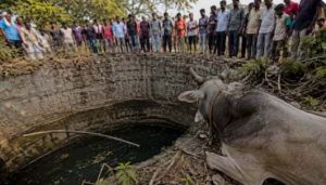 बैल को बचाने कुएं में उतरे तीन लोगों की दम घुटने से मौत, एक की हालत गंभीर