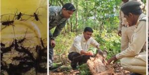 साल बोरर से जंगल बचाने की अनूठी पहल, हर कीट पकड़ने पर ग्रामीणों को मिल रहे दो रुपये साल बोरर से जंगल बचाने की अनूठी पहल, हर कीट पकड़ने पर ग्रामीणों को मिल रहे दो रुपये