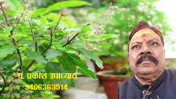 तुलसी का पौधा लगाने का क्या वास्तु नियम तुलसी का पौधा लगाने का क्या वास्तु नियम