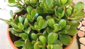 घर में सुख-समृद्धि के लिए ये प्लांट घर में सुख-समृद्धि के लिए ये प्लांट