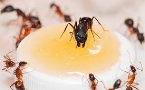छोटी चींटियां देती है बड़ी घटनाओं के शुभ-अशुभ संकेत, ऐसे करें पहचान