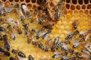  बेहतरीन इंजीनियर होती हैं  मधुमक्खियां 
