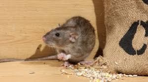  चूहे चीज़ों को क्यों कुतरते हैं?