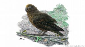  लाखों साल पुराना तोता मिला न्यूजीलैंड में