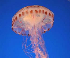  50 करोड़ साल से महासागरों में बिना दिमाग के तैर रहा है ये जीव