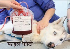 दुनिया के वो अनोखे देश, जहां कुत्ते और बिल्ली भी करते हैं रक्तदान