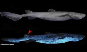 अंधेरे सागर में 1000 फीट नीचे मिली चमकने वाली विशाल शार्क, वैज्ञानिकों ने देखा अद्भुत नजारा
