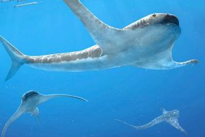  तीन करोड़ वर्ष पहले समुद्र में उड़ती थी ईगल शार्क !