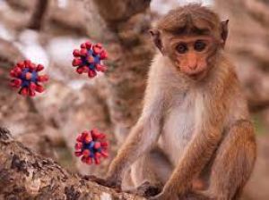  कोरोना के बाद अब चीन में बंदर से फैले मंकी बी वायरस से हुई पहली मौत, जानें इस नए वायरस के बारे में