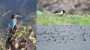 पोबितोरा वन्य अभयारण्य में पक्षियों की संख्या में गिरावट, दो नयी प्रजाति मिली