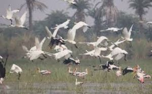  सर्वेक्षण के दौरान लगभग 1500 प्रवासी व स्थानीय पक्षी देखे गए
