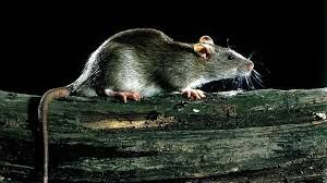  चूहों का आतंक होगा खत्म