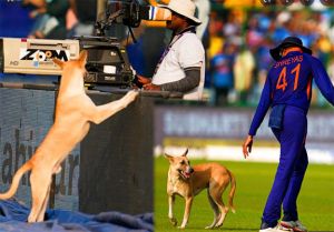 वनडे सीरीज मैच के दौरान मैदान में घुसा कुत्ता, आपस में भिड़े अफ्रीकी खिलाड़ी 