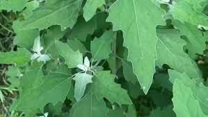 गमले में उगाएं सेहत से भरपूर ये खास भाजी, सिर्फ 40 दिनों के अंदर होगी तैयार गमले में उगाएं सेहत से भरपूर ये खास भाजी, सिर्फ 40 दिनों के अंदर होगी तैयार