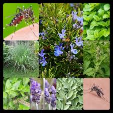 घर में लगाएं ये 4 प्लांट्स, मच्छरों की परेशानी से मिलेगा छुटकारा घर में लगाएं ये 4 प्लांट्स, मच्छरों की परेशानी से मिलेगा छुटकारा