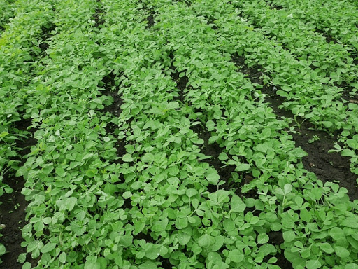 मेथी-पालक-सरसों में करें इस लिक्विड फर्टिलाइजर का छिड़काव, घर में उगेगी ऑर्गेनिक सब्जियां मेथी-पालक-सरसों में करें इस लिक्विड फर्टिलाइजर का छिड़काव, घर में उगेगी ऑर्गेनिक सब्जियां