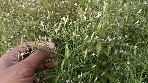 20 हजार रु लगाकर एक लाख कमा सकते हैं किसान, चिरायता की खेती में जड़, तना, पत्ती सब कुछ बिकता है, जानिए कब होती है खेती 20 हजार रु लगाकर एक लाख कमा सकते हैं किसान, चिरायता की खेती में जड़, तना, पत्ती सब कुछ बिकता है, जानिए कब होती है खेती