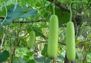   लौकी की बेल में मात्र एकबार ये चीज डालने के बाद एक साथ आएंगे हजारों फल 