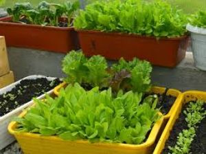  कंटेनर्स में उगाएं यह हरी सब्जियां, 45 दिन में मिलेगा घर की सब्जियों का स्वाद 